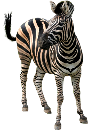 zebra_17.png