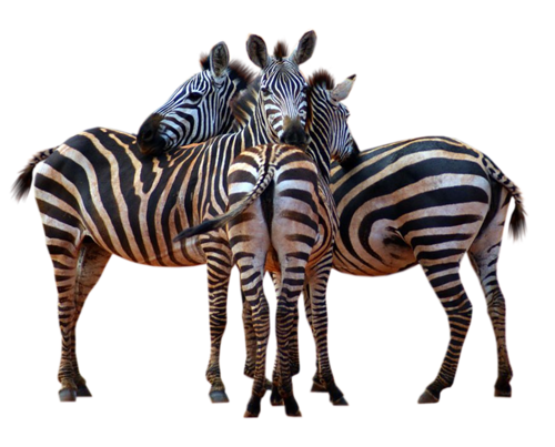 zebra_19.png