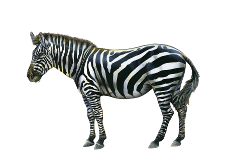 zebra_2.png
