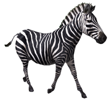 zebra_20.png