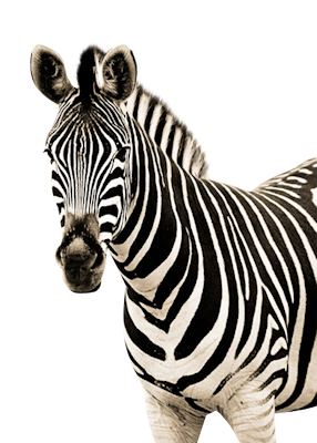 zebra_21.png