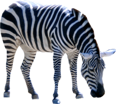 zebra_22.png
