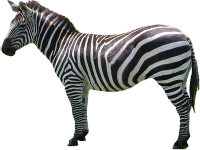 zebra_23.png