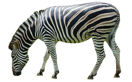 zebra_25.png