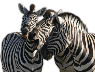 zebra_26.png