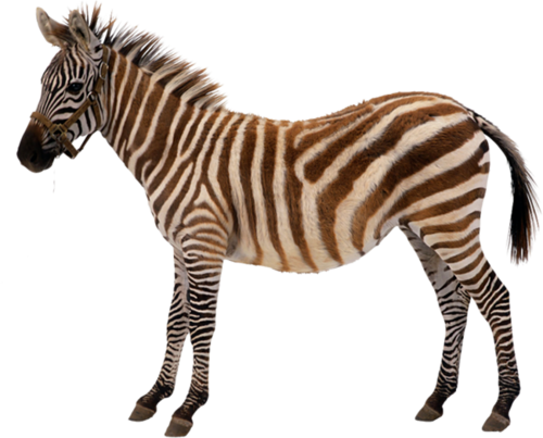zebra_27.png