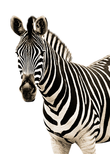 zebra_28.png