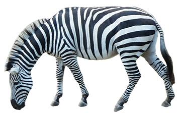 zebra_3.png