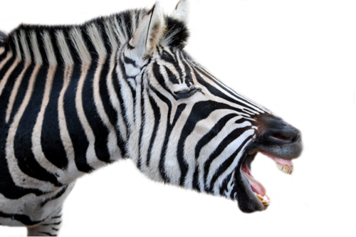 zebra_30.png