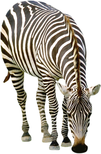 zebra_31.png