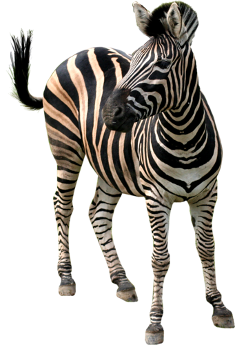 zebra_32.png