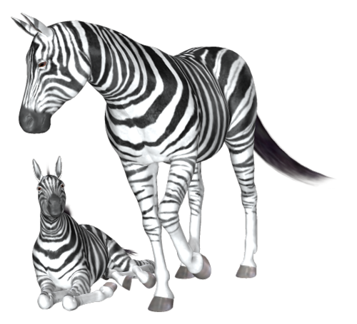 zebra_33.png