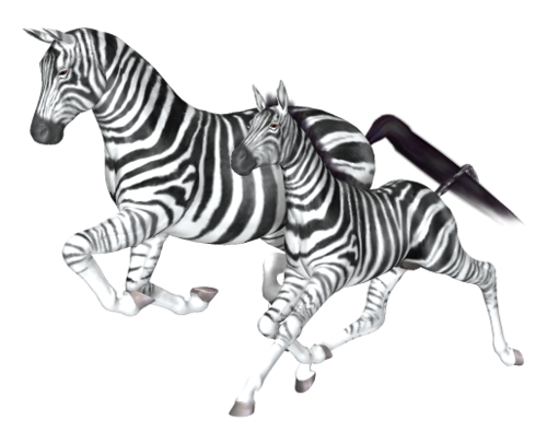 zebra_34.png