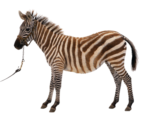 zebra_35.png
