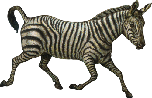 zebra_36.png