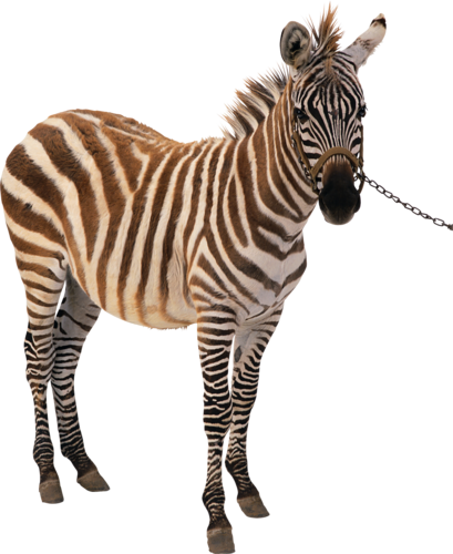 zebra_37.png