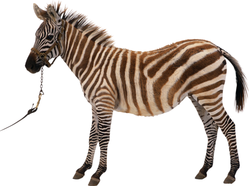 zebra_38.png