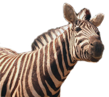 zebra_4.png