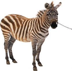 zebra_5.png