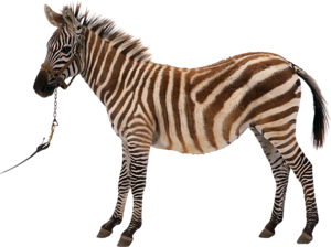 zebra_6.png