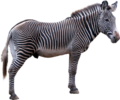 zebra_7.png