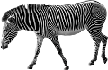 zebra_1