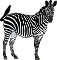 zebra_10