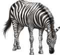 zebra_11