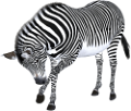 zebra_13
