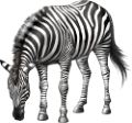 zebra_14