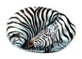 zebra_16