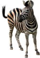 zebra_17