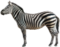 zebra_18