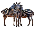 zebra_19