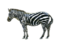 zebra_2