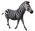 zebra_20