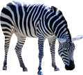 zebra_22