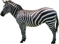zebra_23