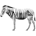 zebra_24
