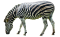 zebra_25