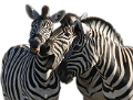 zebra_26