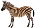 zebra_27