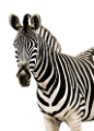 zebra_28