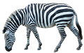 zebra_3