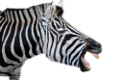 zebra_30