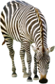 zebra_31