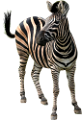 zebra_32