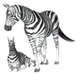 zebra_33