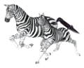 zebra_34
