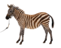 zebra_35